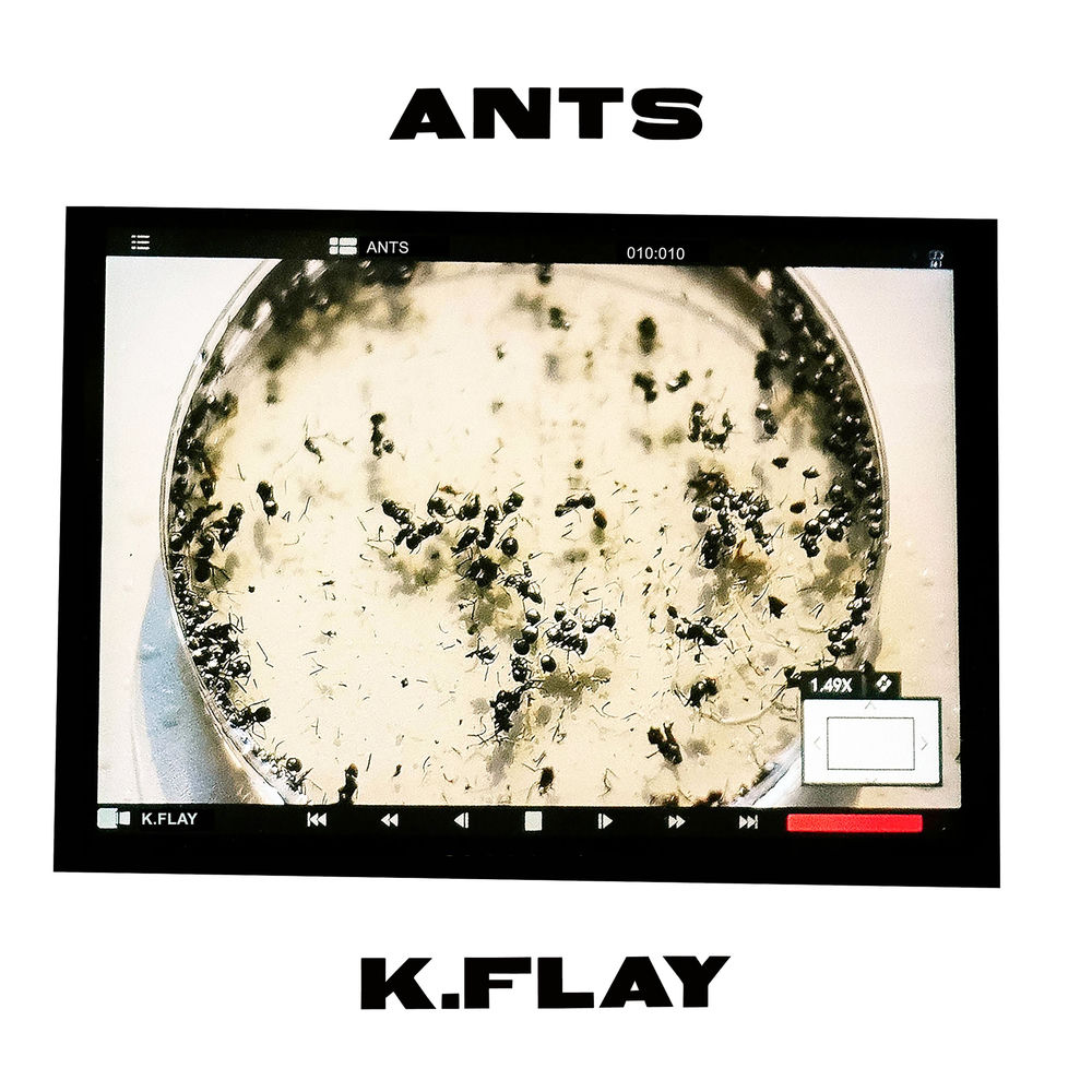 Okładka: Ants