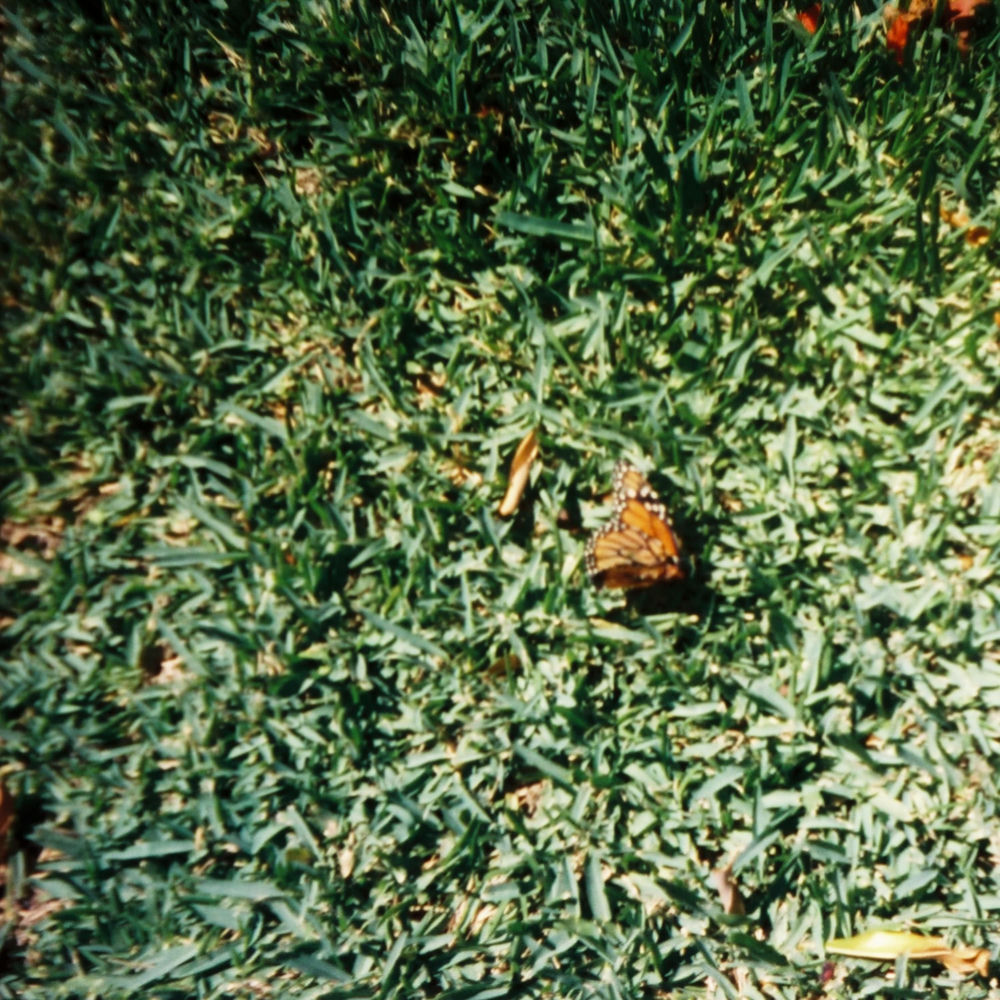 Okładka: butterfly